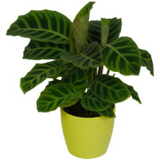 Calathea 'Zebrina' + Cachep Verde Limo